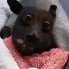 Logo of telegram channel punmaple — ᵐᵃᵖˡᵉpun intended