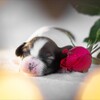 Логотип телеграм канала @puppies_papillonfalen — Щенки папийон / фален