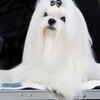 Логотип телеграм канала @puppiesmagnitudachi — Питомник Магнит Удачи | Мальтезе, Пудели и Мальтипу
