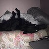 Логотип телеграм канала @puppyplaylover — N3CR013PSX.