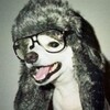 Логотип телеграм канала @purpkrok — Курага 👾рест