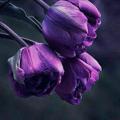 لوگوی کانال تلگرام purplewrite — كتابات أرجوانية PurpleWrite 💜