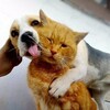 Логотип телеграм канала @purr_land — КОТ и ПЁС