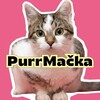 Logo of telegram channel purrmacka — PurrMačka