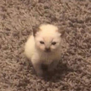 Логотип телеграм канала @purrmeoww — невдупленыши