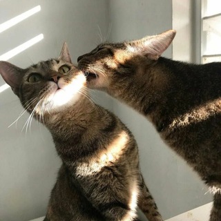 Логотип телеграм канала @pusharikii — ПУшарики🐾