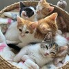 Логотип телеграм канала @pushictikci — Пушистовое