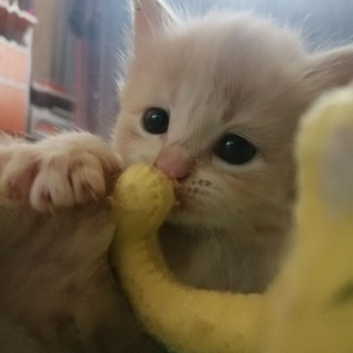 Логотип телеграм канала @pushkathecat — ✨Pusha the cat✨