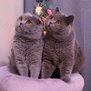 Логотип телеграм канала @pushokpirozok — Пушок и Пирожок🐱🐱