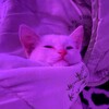 Логотип телеграм канала @pushouke — пушок