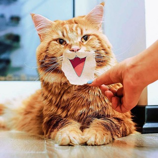 Logo of telegram channel pussy_cat_kitten — CATS