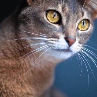Логотип телеграм канала @pussykittycat — Все про кошек