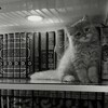 Логотип телеграм канала @putkistineislama — путь к истине.