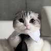 Logo of telegram channel puuulmannews — Loonzi 🐱🐈