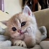 Логотип телеграм канала @pvxblog — блог котят
