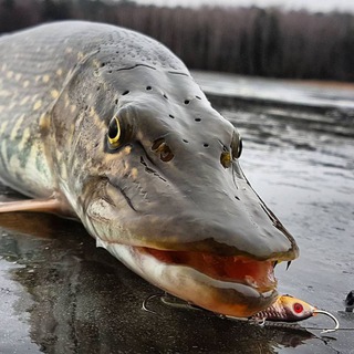 Логотип телеграм канала @pybalkafishing — Рыбалка. Fishing