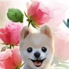 Логотип телеграм канала @qawsedefrfg — 🐶💥 Наши друзья, милашки 💥🐶
