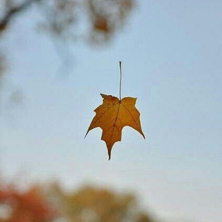 Telegram channel Qaytganimda uyda bòl🏠🍃🌱☘ logo