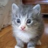 Логотип телеграм канала @qotyat — мысли маленьких котят