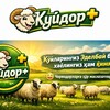Telegram kanalining logotibi qoydor — QO'YDOR  