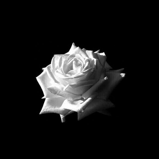 لوگوی کانال تلگرام qqqqk — @l123456