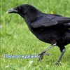 Логотип телеграм канала @qqsqbqtourbs — Турниры от ворона:re