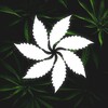 Logo of telegram channel qualitydopetina420 — QualityDopeTinal