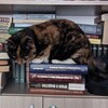Логотип телеграм канала @questaebasa — Молодой тигриный цивилист