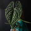Логотип телеграм канала @quietplaceplants — Тихое место 🌿