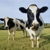 Telegram channel 🐂🐄Кумтепа мол ва ку́й бозори🐏🐑🐐 logo