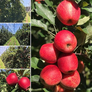 Telegram kanalining logotibi quva_shredir_kochatlari — INTENSIV MEVALI KO'CHATLAR