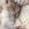 Логотип телеграм канала @qvuek — квикк