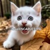 Логотип телеграм канала @qwelios — Qwell SCARLET|IPA