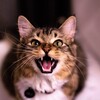 Логотип телеграм канала @qwertfip — Коронакэт/ Вирусный перитонит кошек/ ВПК/ ФИП/ FIP/ Лечение и диагностика. И не только.