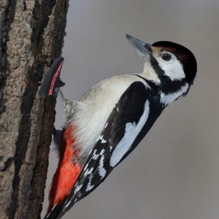 Логотип телеграм канала @qwyiis — Бугага 