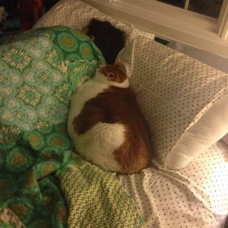 Telegram арнасының логотипі ra_566 — - بنــو،