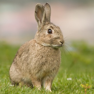 Telegram channel rabbit logo