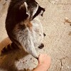 Логотип телеграм канала @raccoon_potaskuun — Енотий потаскун