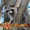 Логотип телеграм канала @raccoon_vasilisa — Енотик Василиса и её семья🦝❤