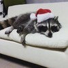 Логотип телеграм канала @raccoonfoundling — Еноты подкидыши