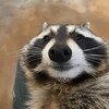 Логотип телеграм канала @raccoongamesnewsupdates — Raccoon-games | Новости и обновления игр