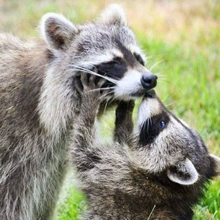 የቴሌግራም ቻናል አርማ raccoons_hourly — Raccoons Hourly