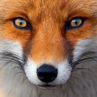 Logo saluran telegram racuza_indica2 — 🍂🦊Doramas: VARIADOS: ROMANCE, DRAMA, COMÉDIA... Raposa Dorameira 🍂🦊