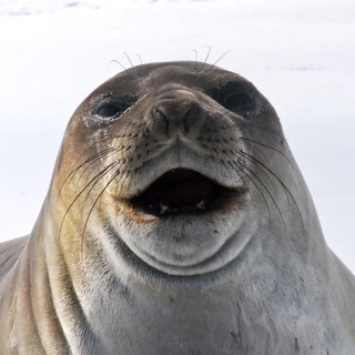 Логотип телеграм канала @radioarctic — Радио Арктика