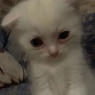 Логотип телеграм канала @rafilart — ya?hka