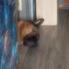 Логотип телеграм канала @rain_ovchar — Собачья жизнь