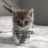 Логотип телеграм канала @rama_shp — ✧₊° ʀᴀᴍᴀ | ᴘʀᴏᴏꜰs🕸️🕷️