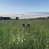Логотип телеграм канала @ranchau — RanchAU- Жизнь на опушке леса🌳