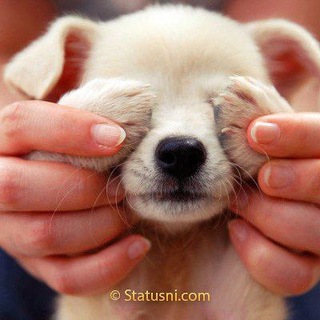 Лагатып тэлеграм-канала rasskazyniochem — Маленькие рассказы ни о чем