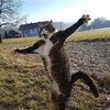 Логотип телеграм канала @rastopirki — Мохнатые Растопырки🐾